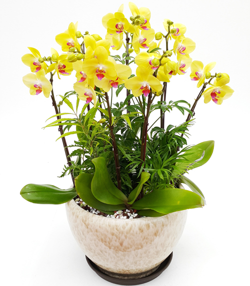 옐로우 호접란 고급