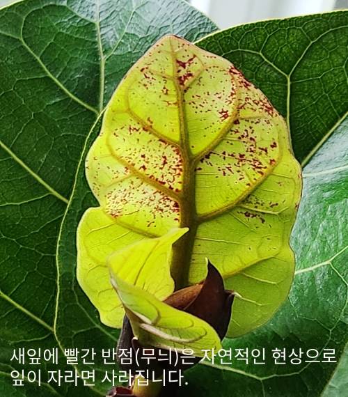 떡갈고무나무
