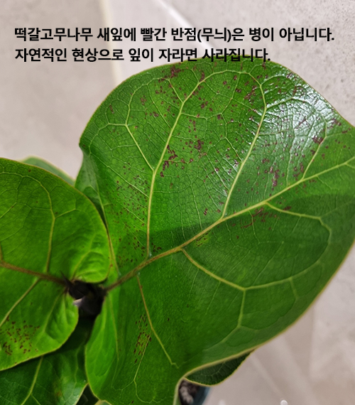 떡갈고무나무