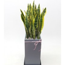 산세베리아 고급