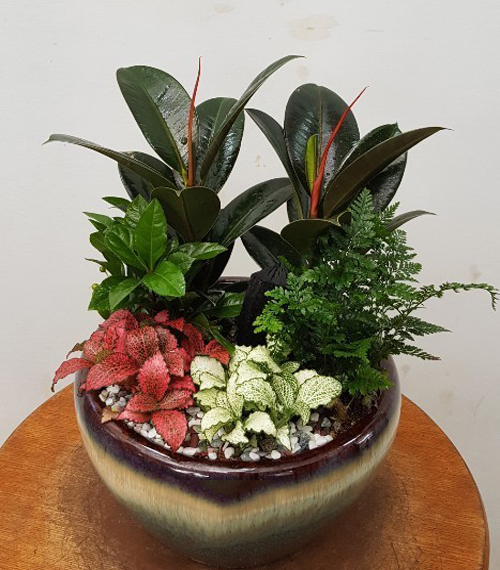 미니정원 (서울만 배송)