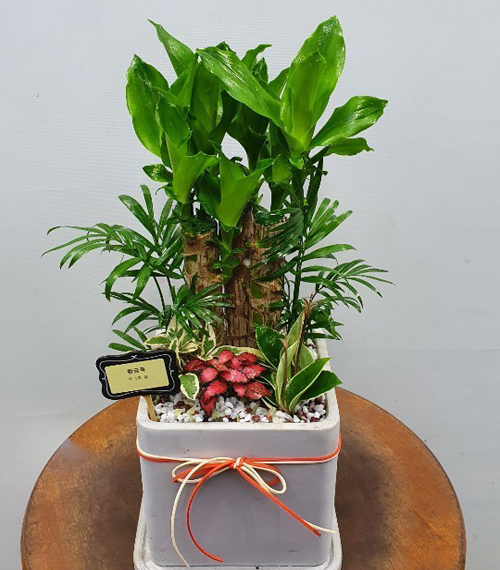 황금죽(소) (서울만 배송)