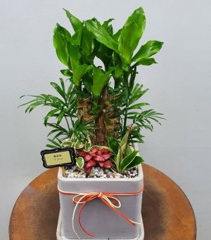 황금죽(소) (서울만 배송)