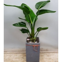 극락조(여인초) 고급