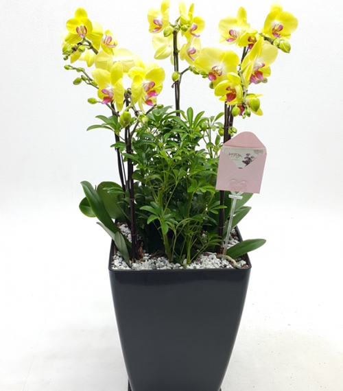 옐로우 호접란(감사선물)