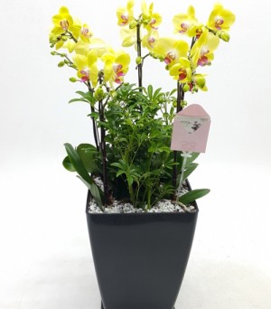 옐로우 호접란(감사선물)