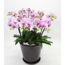 핑크 호접란 VIP - 예약상품