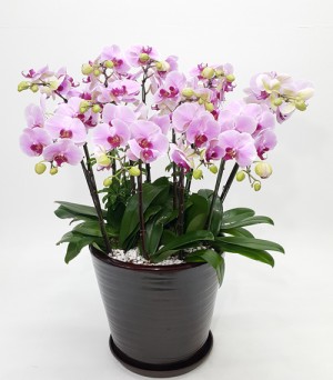 핑크 호접란 VIP - 예약상품