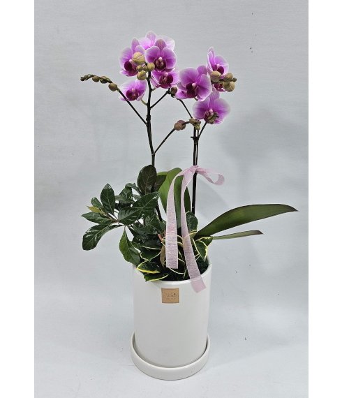 핑크 호접란 2대