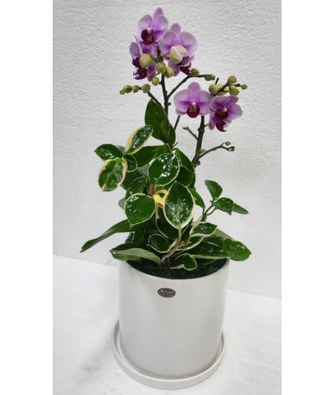 핑크 호접란 2대