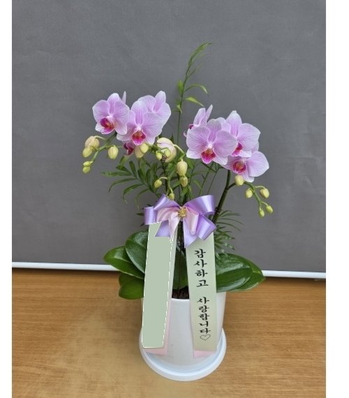 핑크 호접란 2대