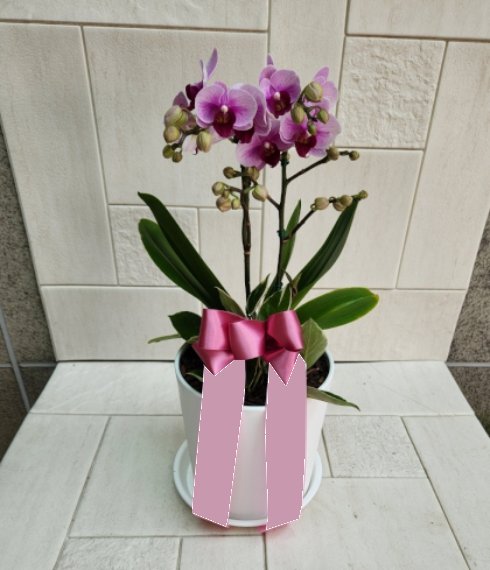 핑크 호접란 2대