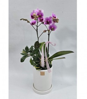 핑크 호접란 2대