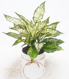 스노우사파이어