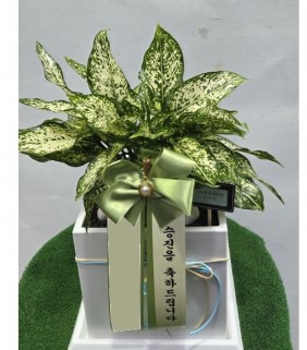 스노우사파이어