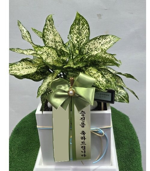 스노우사파이어