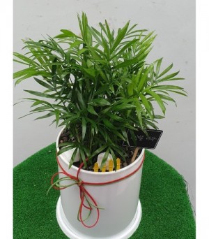 테이블야자(서울만 배송)