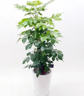 Nokbosu Foliage Plant