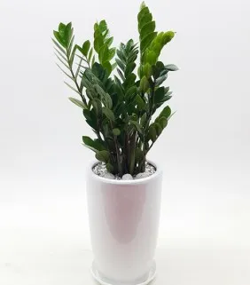 ZZ Plant