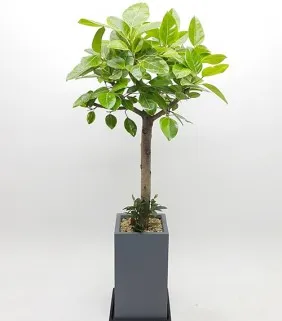 Premium Bengal Rubber Tree