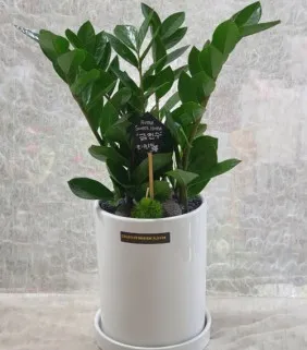 Money Tree (Small)