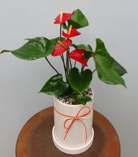 Anthurium Red