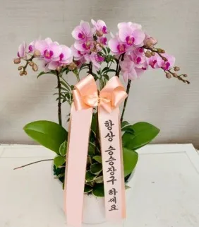 Mini pink Phalaenopsis orchids