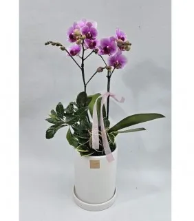 2 pink Phalaenopsis orchids